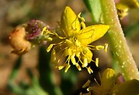 Tetragonia reduplicata flower