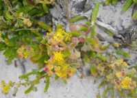 Tetragonia fruticosa flowers on the beach