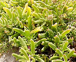 Tetragonia fruticosa leaves