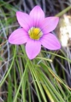 Romulea camerooniana flower