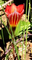 Romulea sabulosa flower outside surface