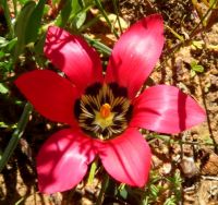 Romulea pudica open flower