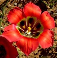 Romulea sabulosa flower
