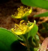 Tetragonia nigrescens flower profiles
